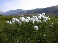 Cottongrass