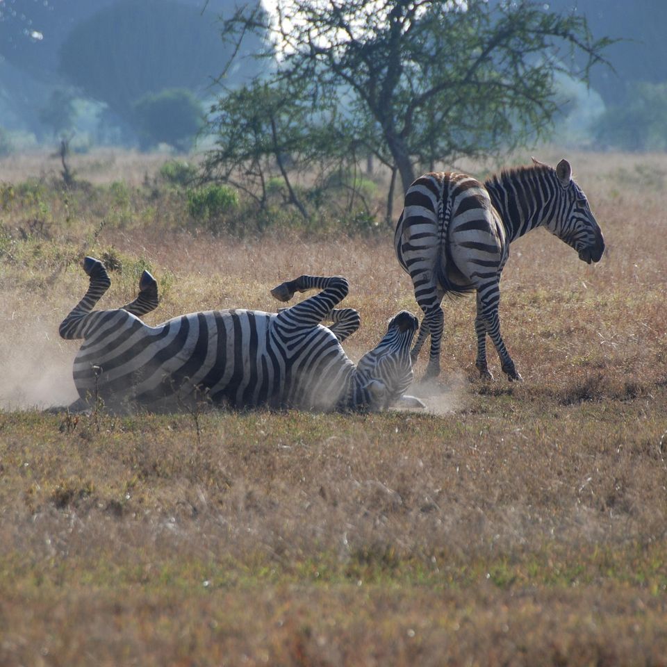 Philipwl zebras g8c336788e 1920