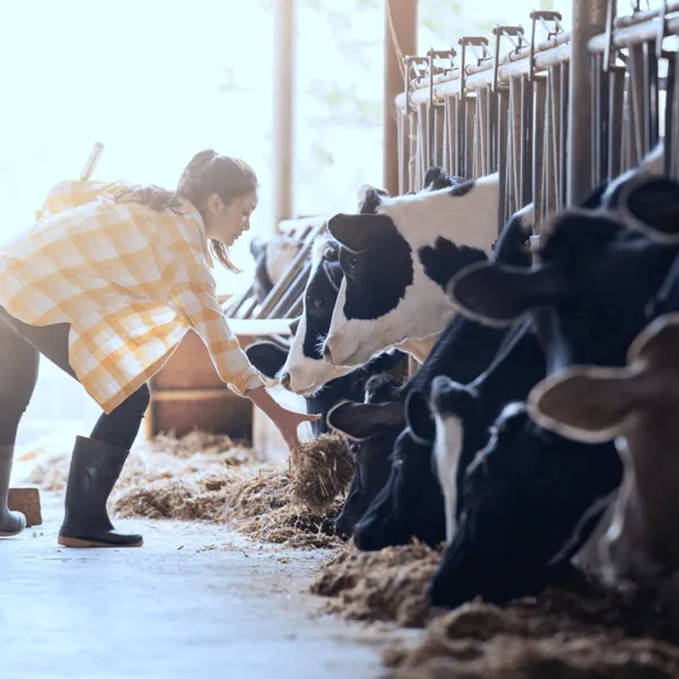 Protect your buildings livestock equipment grain and more original