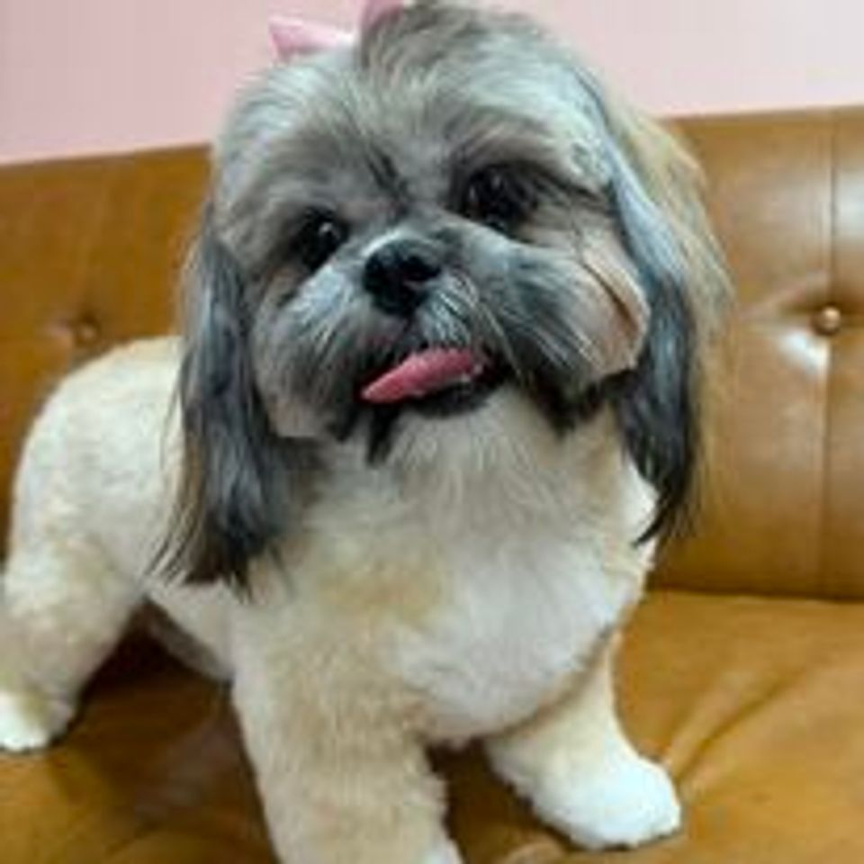 Cute small dog recently groomed