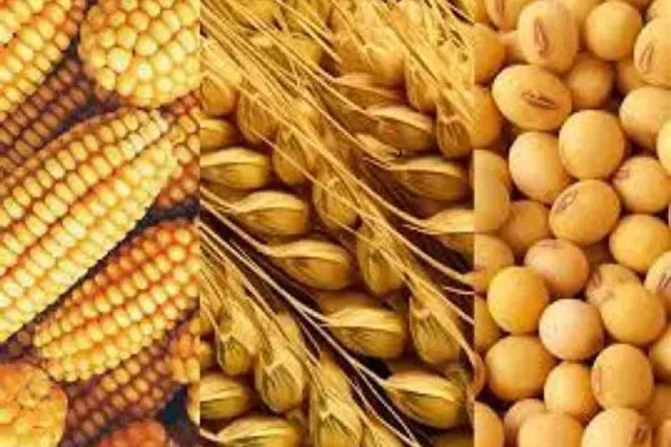 Wheat 4