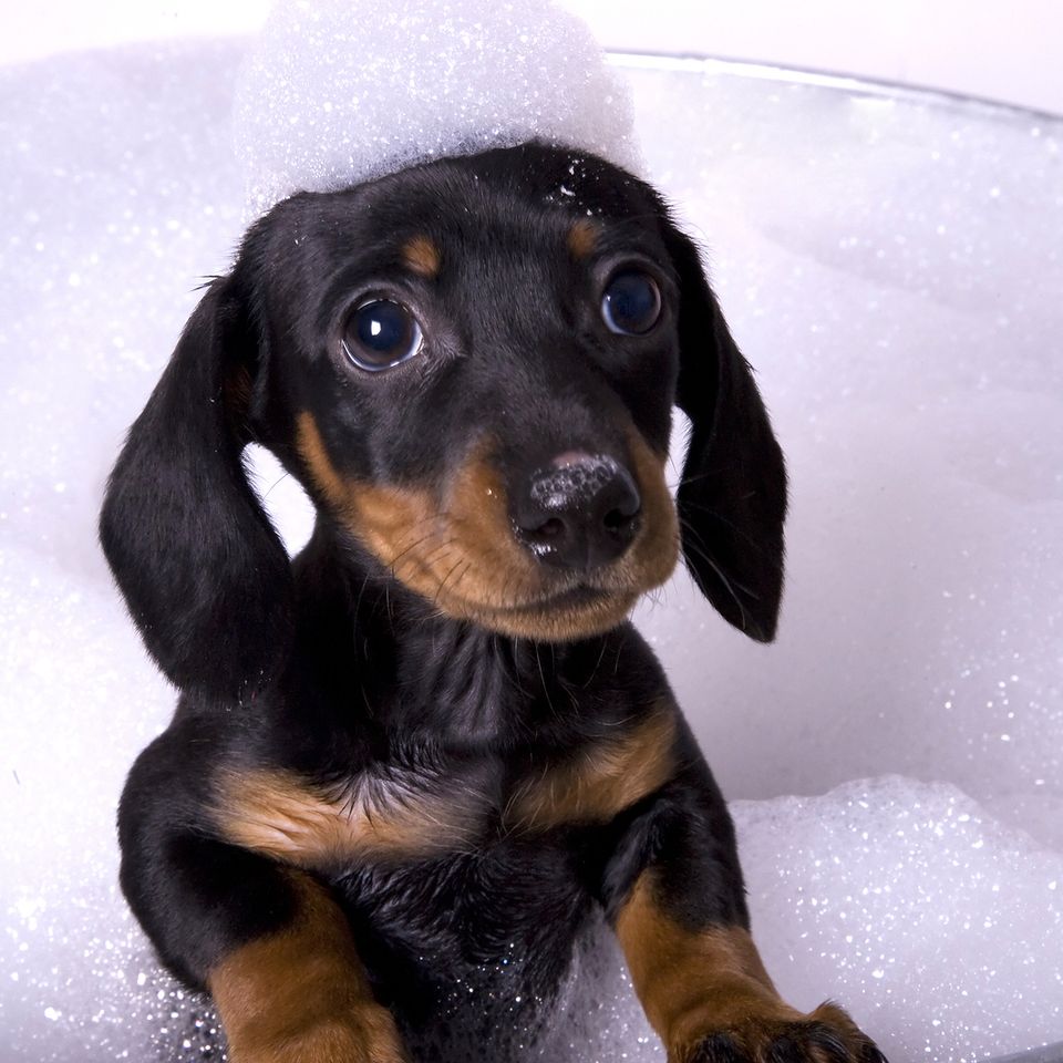 Bigstock dog in a bath  4888192