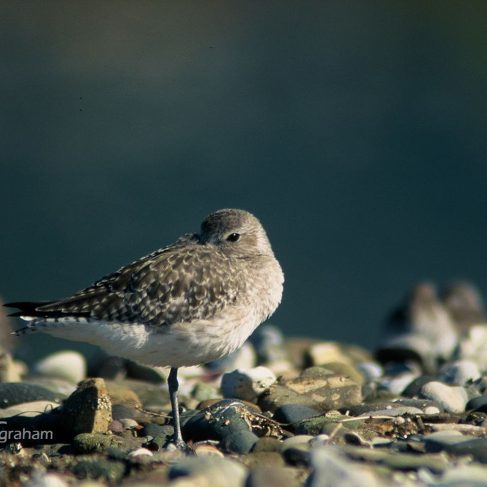 Chuckgraham blackbelliedplover img00520121203 1864 1cju880 0