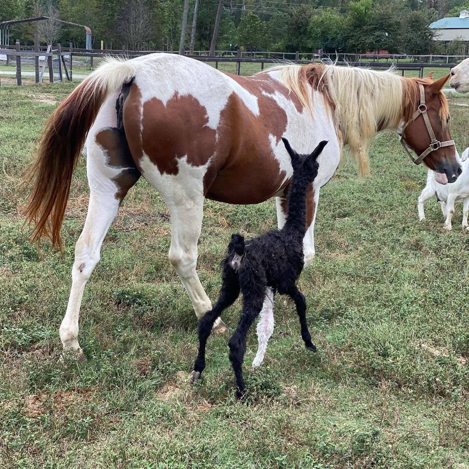Sweet pea with baby llama