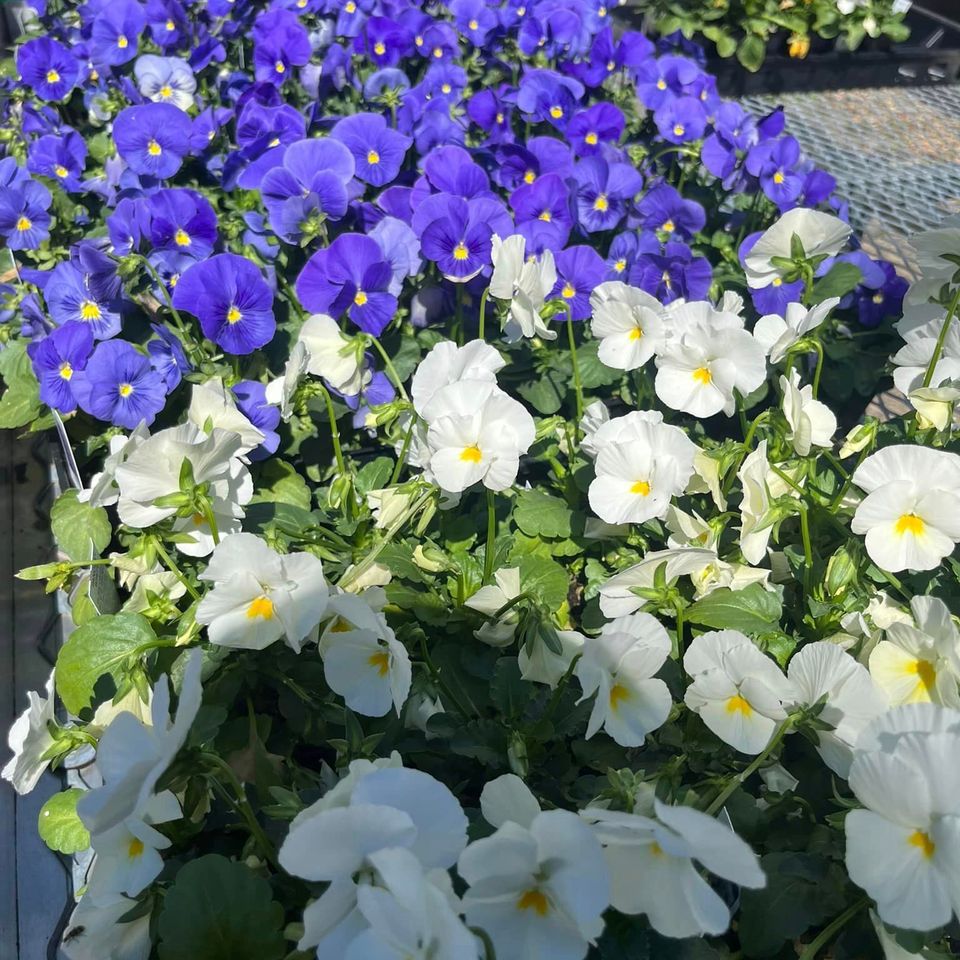 Hocottsblue white