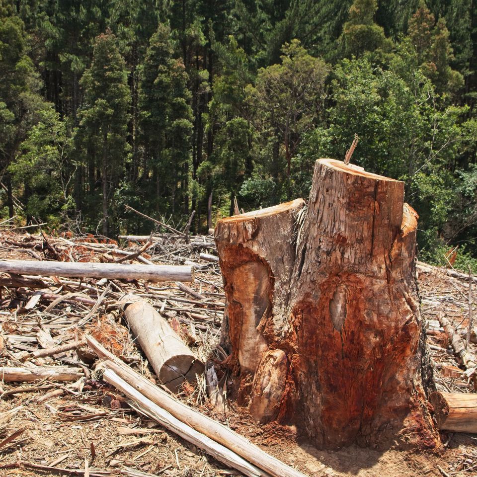 Tree stumps surrounded by greenery forest sunlight