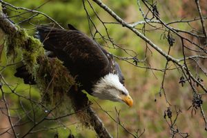 Eagle k.mcgregor