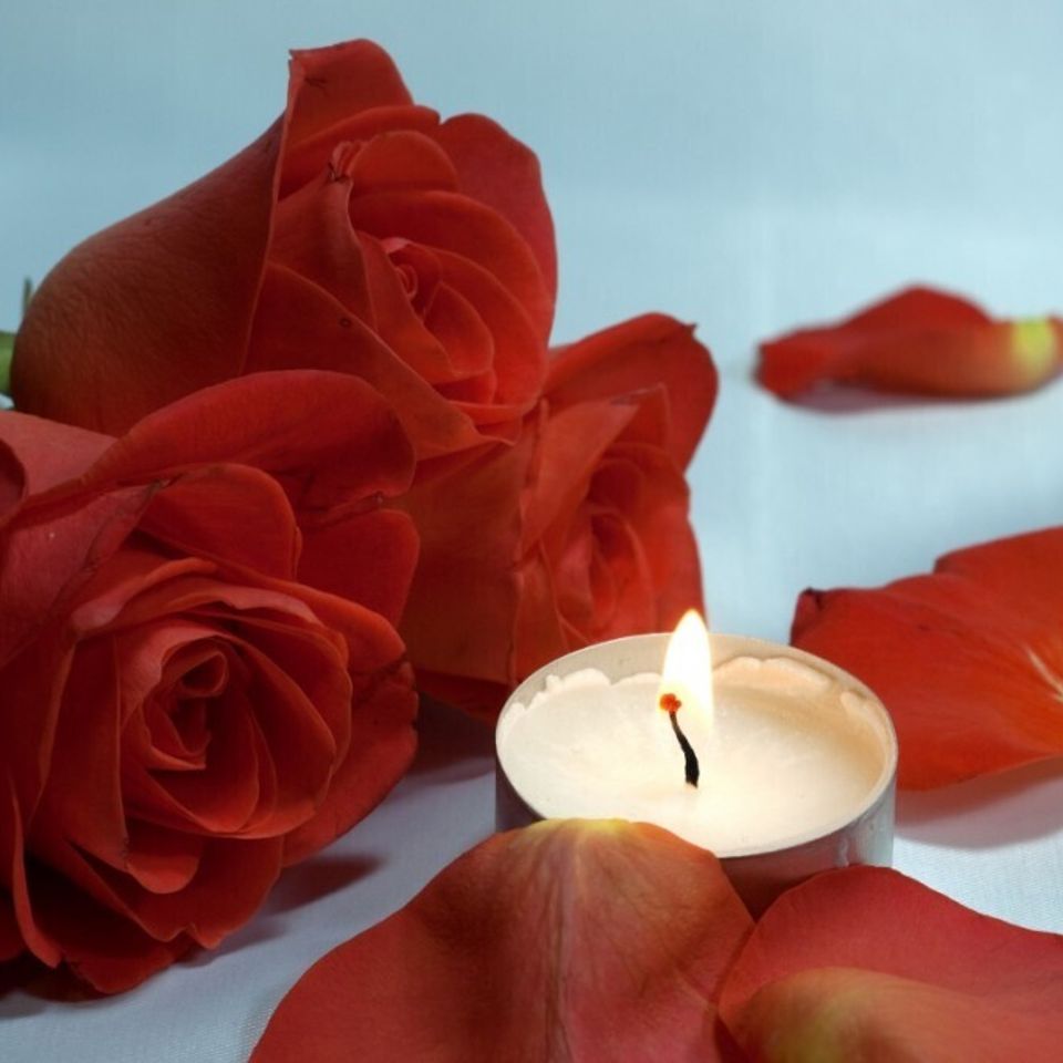 Rose petals 1024x682