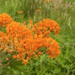 Plant species guide — butterfly weed 800x800 1