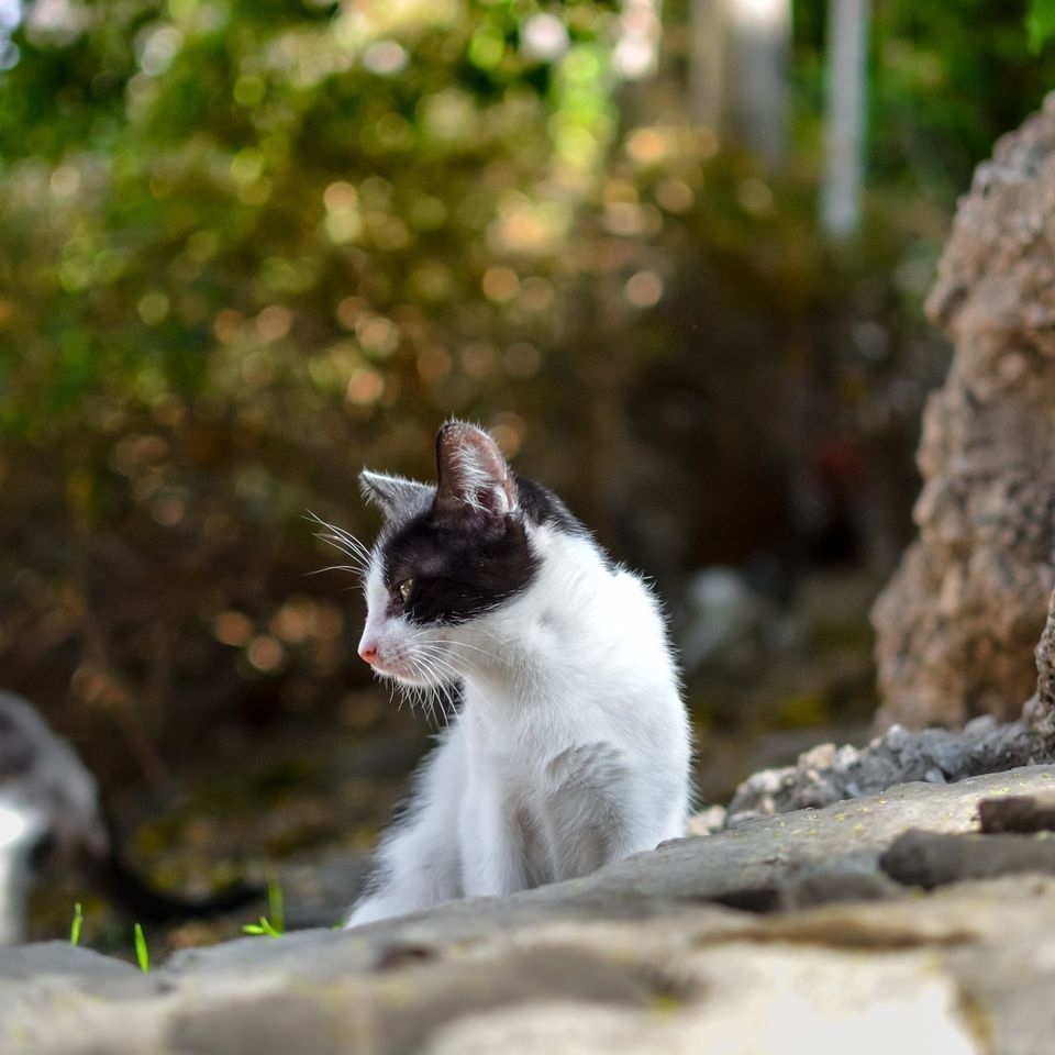 Kitten g883d7756d 1920