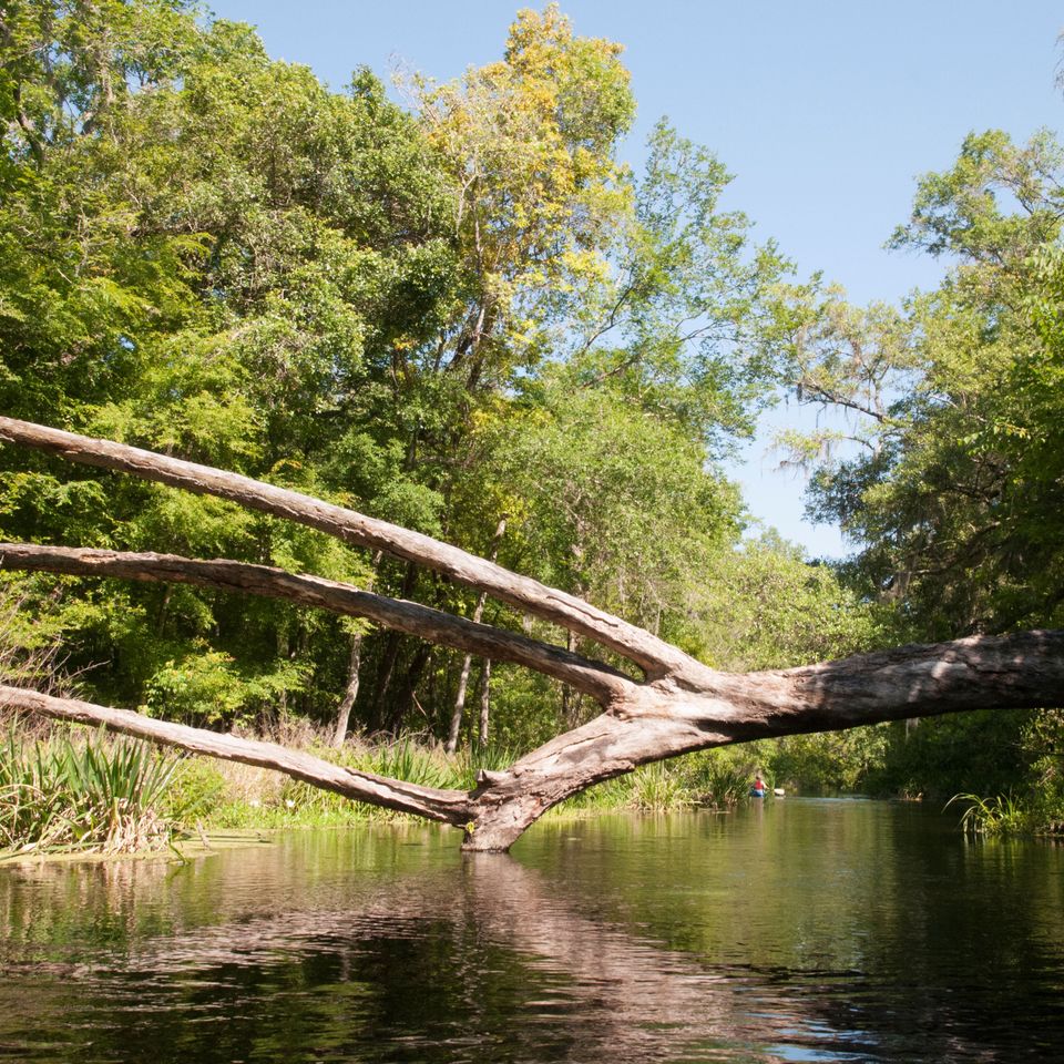 Ichetucknee springs 2 132