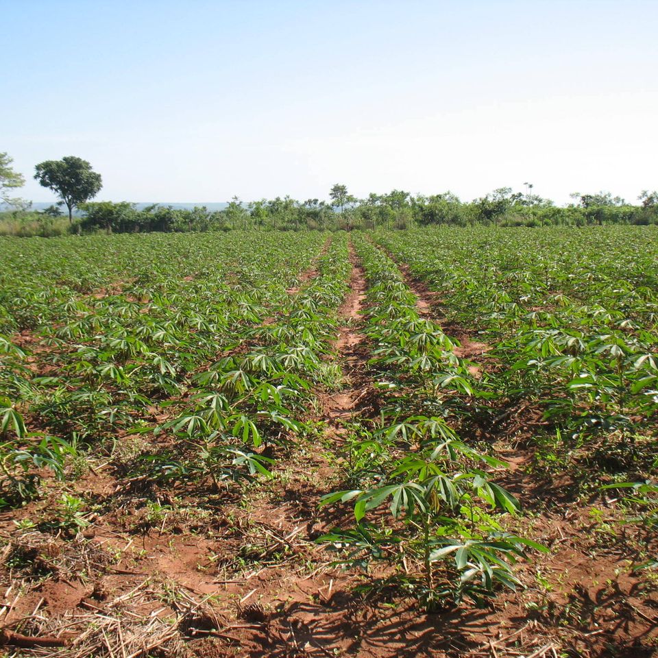 Agritecnico1