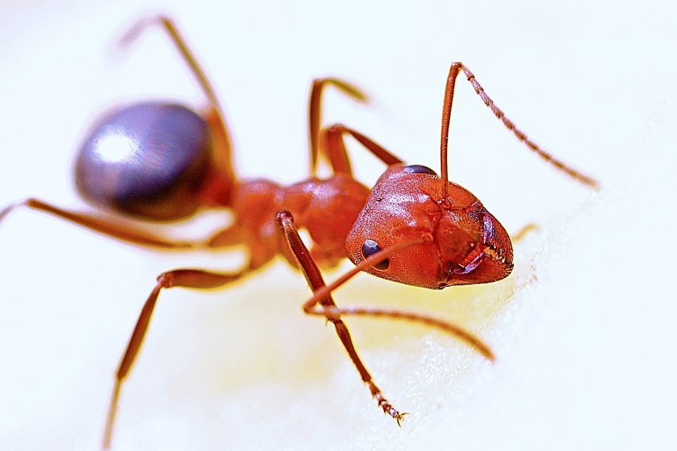 Ant 564617 960 72020180118 9448 10sa6mo