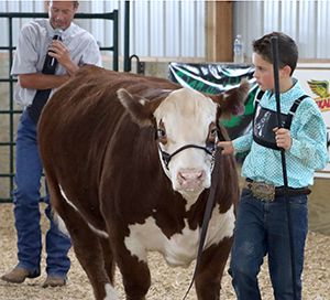 Beef show boy and steer