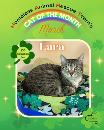 Cat of the month jpg