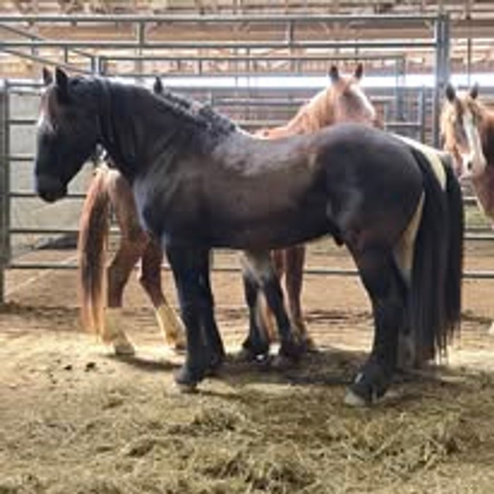 Wild c stables