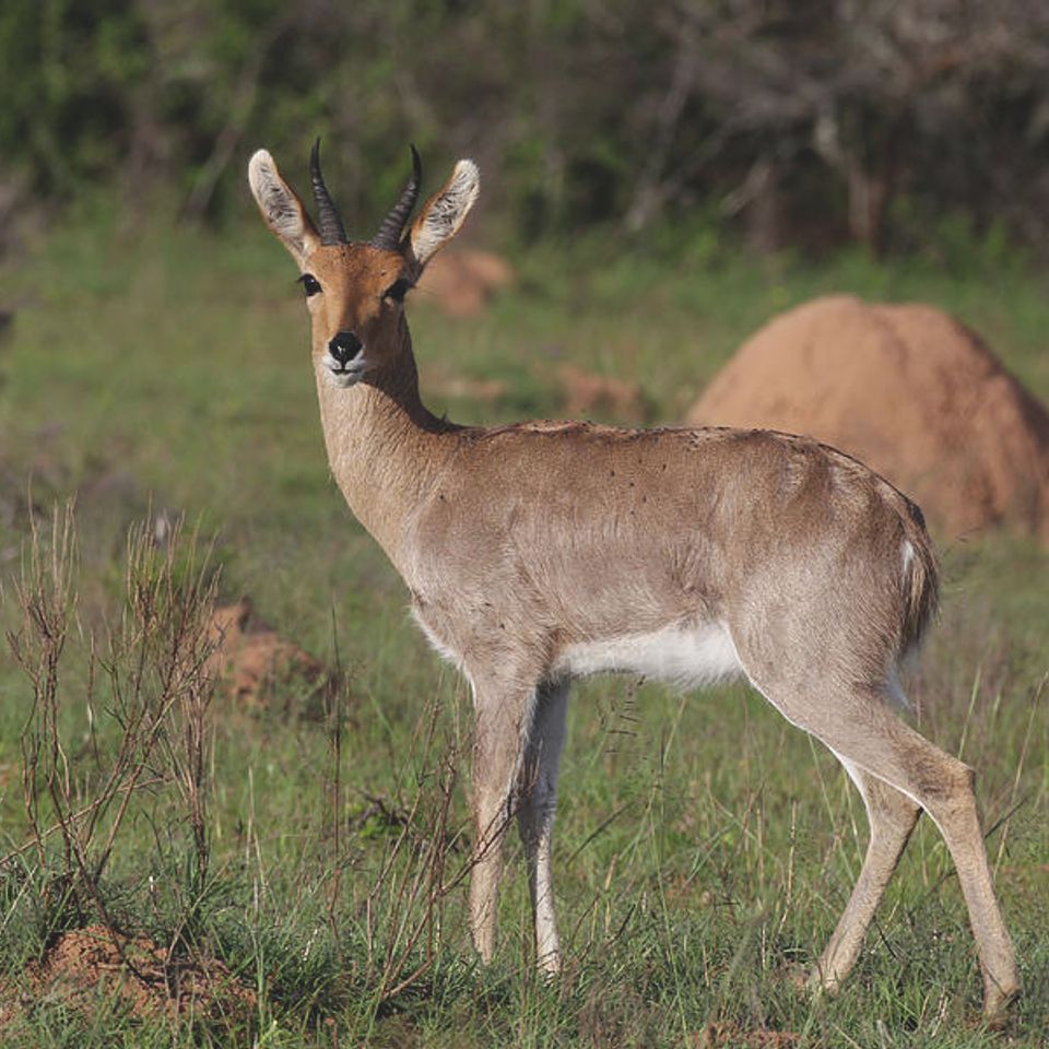 Reedbuck mountain 1