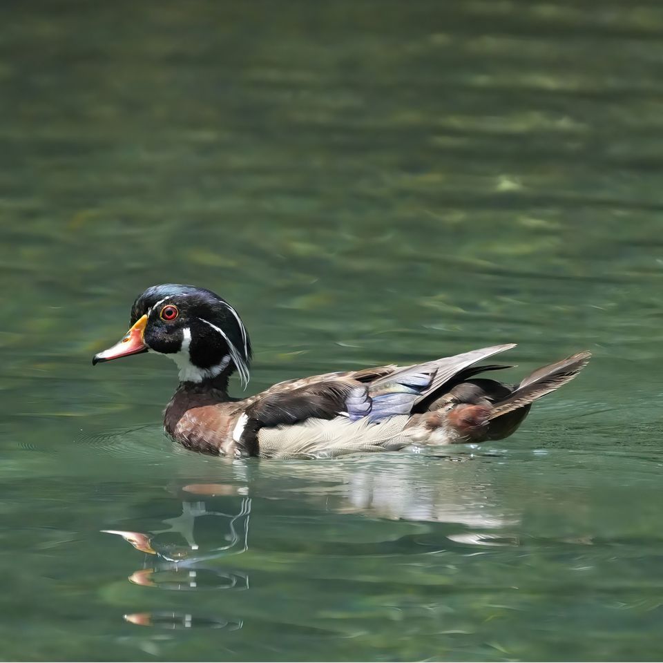 On the pond