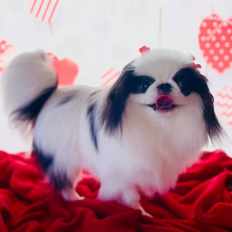 Cute small white and black dog posing after grooming