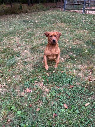Bown dog