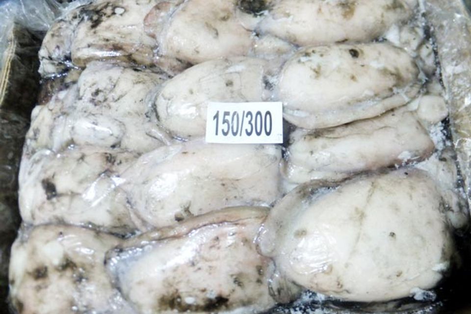 Frozen cuttlefish whole uncleaned 1324619