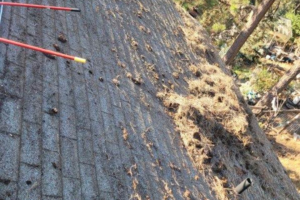 Moss Growth on Roof