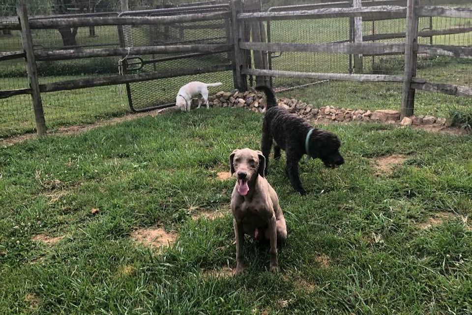 3 dogs grass