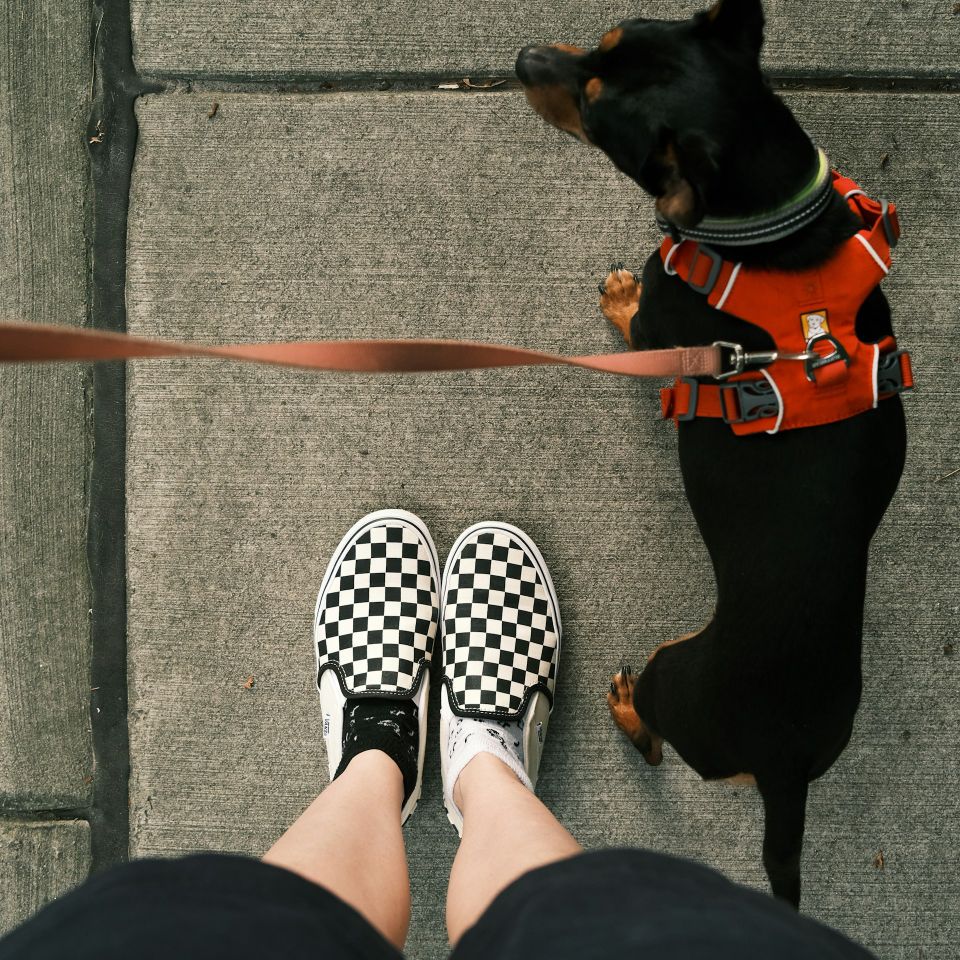 Dog walker
