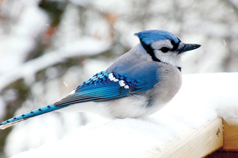 Male blue jay