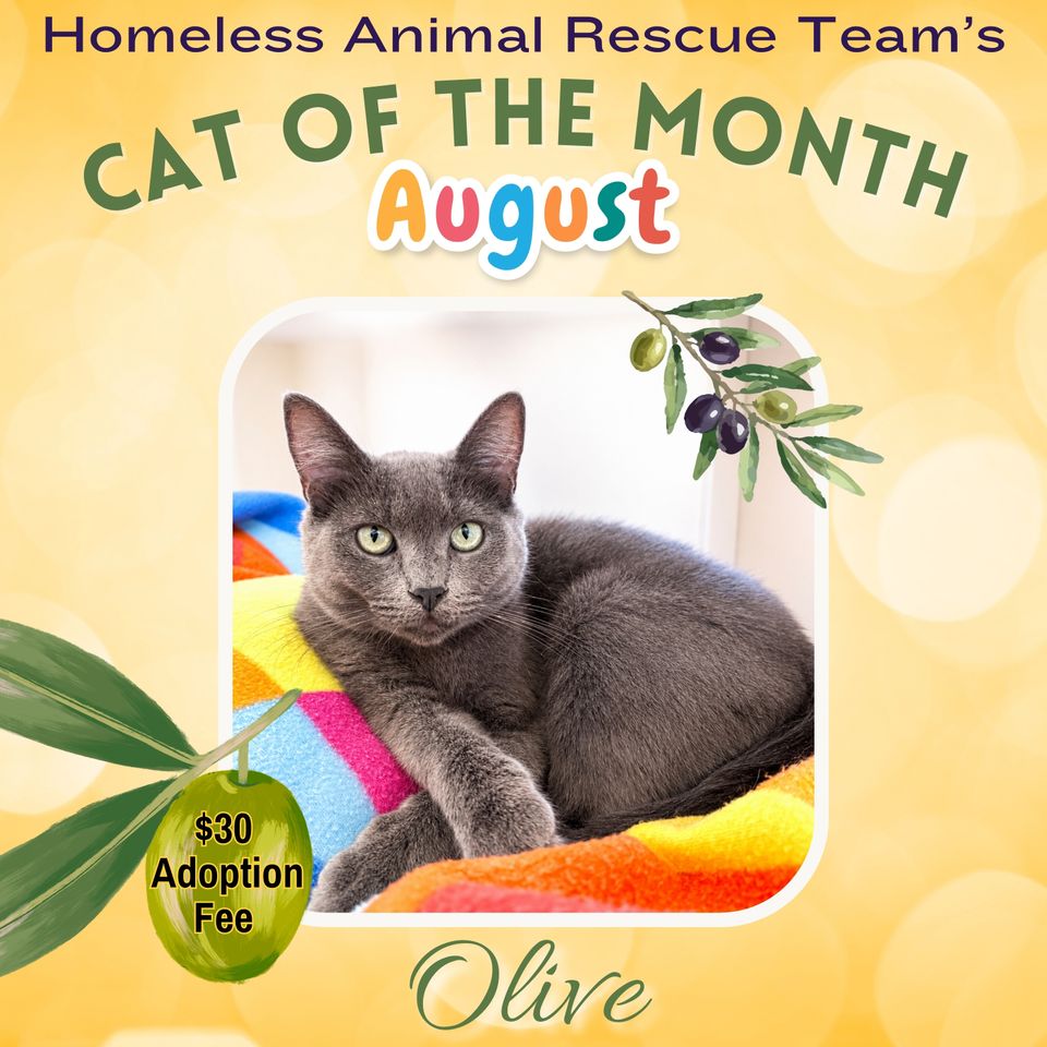 August cat of the month chloe 2026 (3)