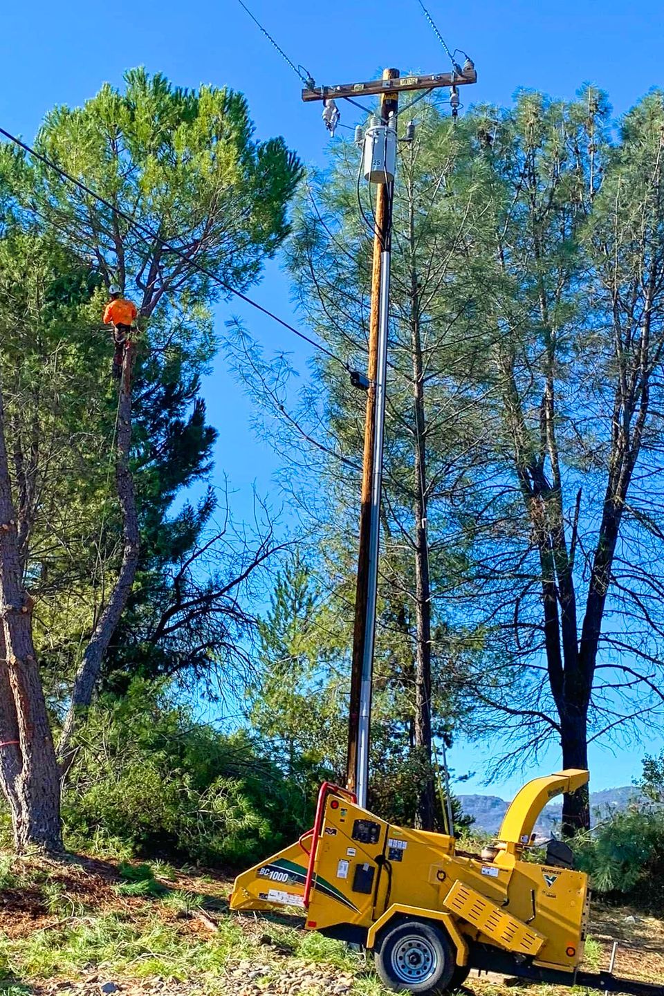 Professional Alta Vista Landscaping & Tree Service arborist climbing a pine tree near utility lines, with a Vermeer wood chipper stationed below for immediate debris processing and fire clearance
