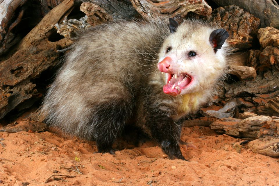 Opossum (1)