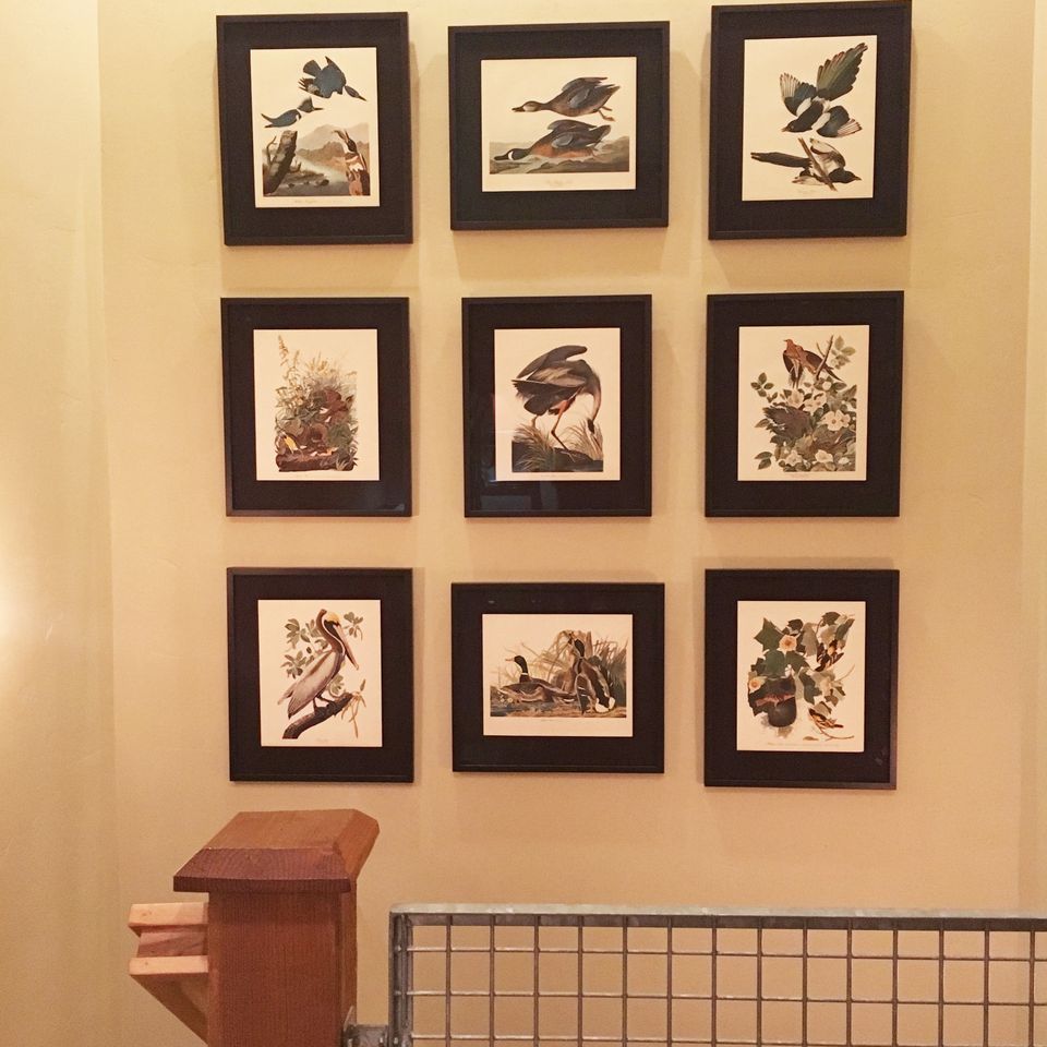 Edit bird frames and art installation   copy