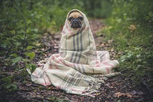 Depression therapy