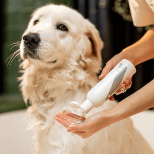 dog grooming