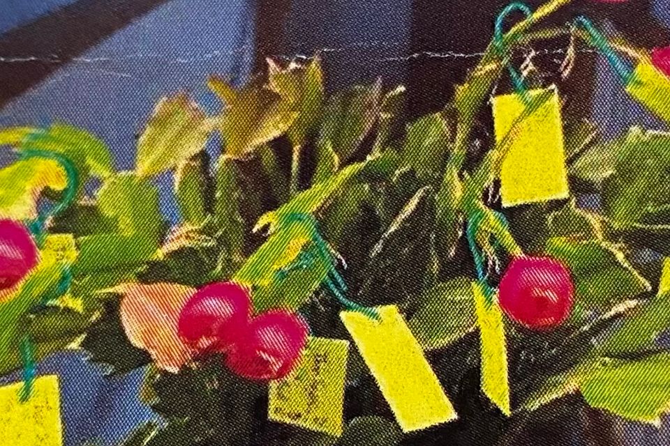 Img 3473