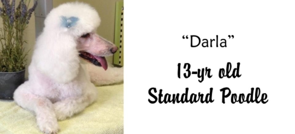 Faces   darla poodle20150623 16889 12peyry