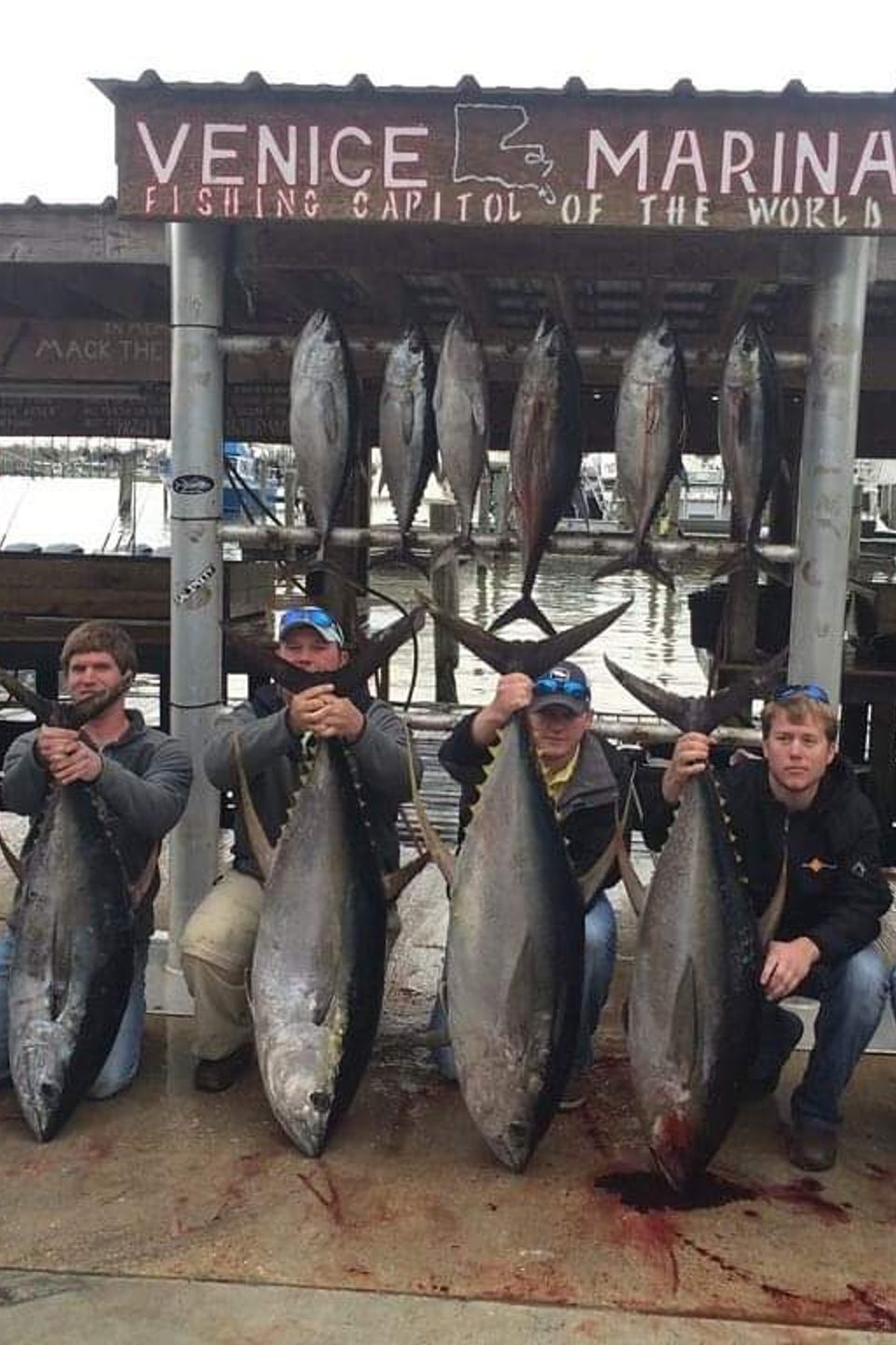 Group of anglers posing with large yellowfin tuna at Venice Marina after a successful Louisiana offshore fishing charter.