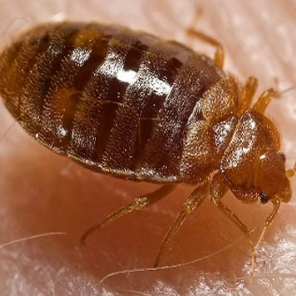 Bug2