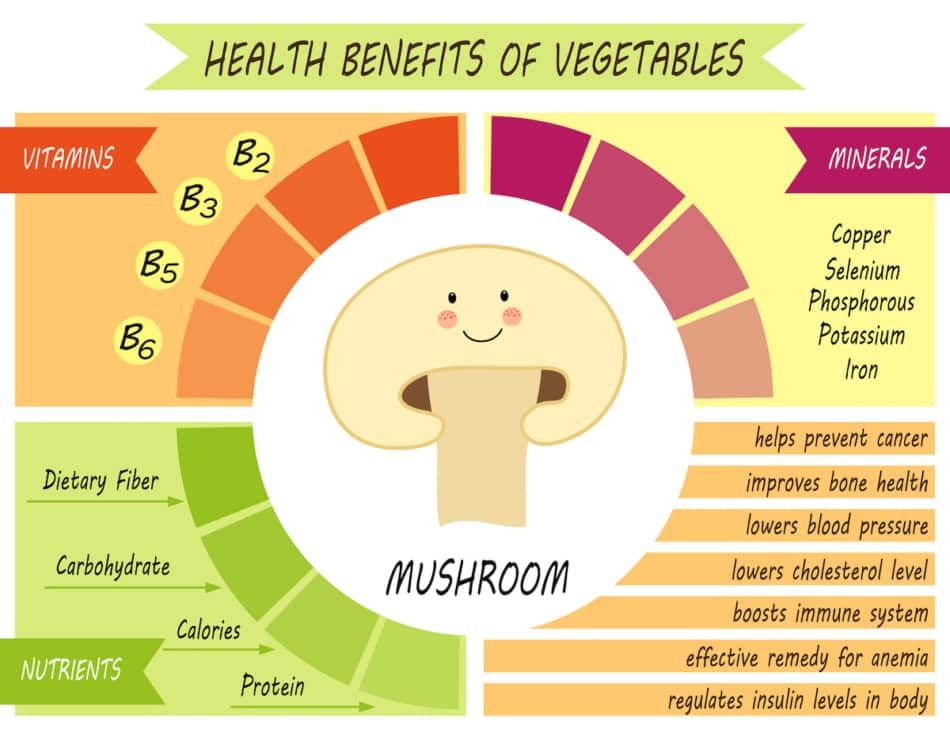 Mushrooms infographic as159439637 950x729 (1)