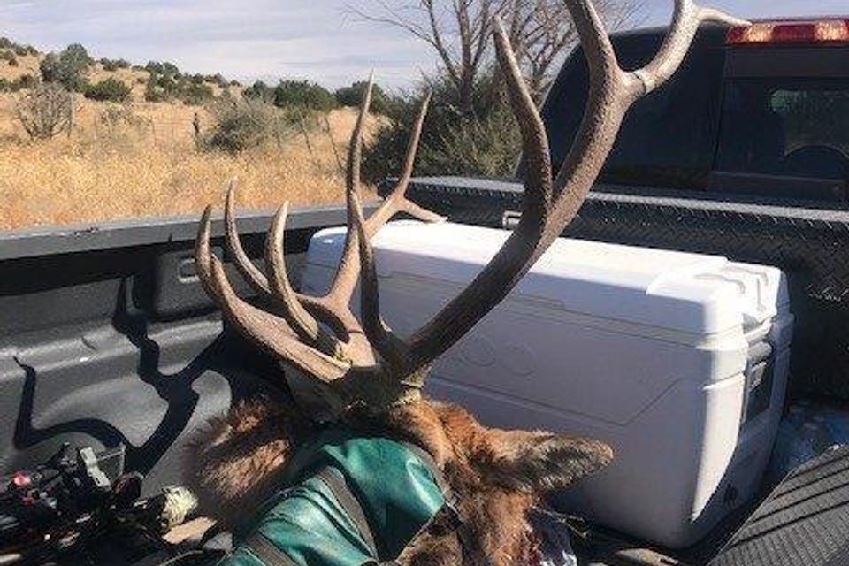 Will enochs awesome bull 2021