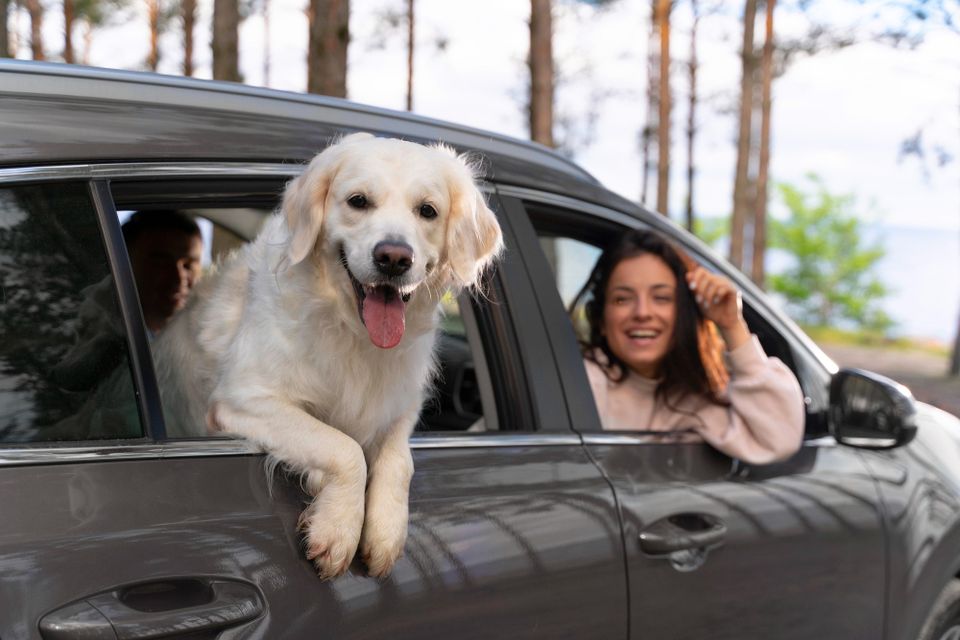 Auto Insurance - Dog looking out of car