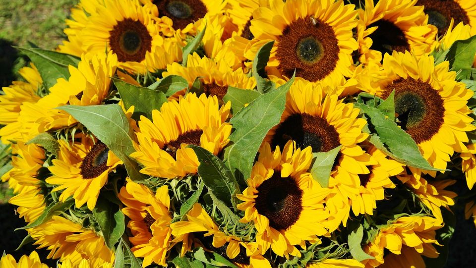 Sunflowers gb923f766b 1920