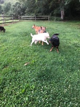 Manydogsplaying