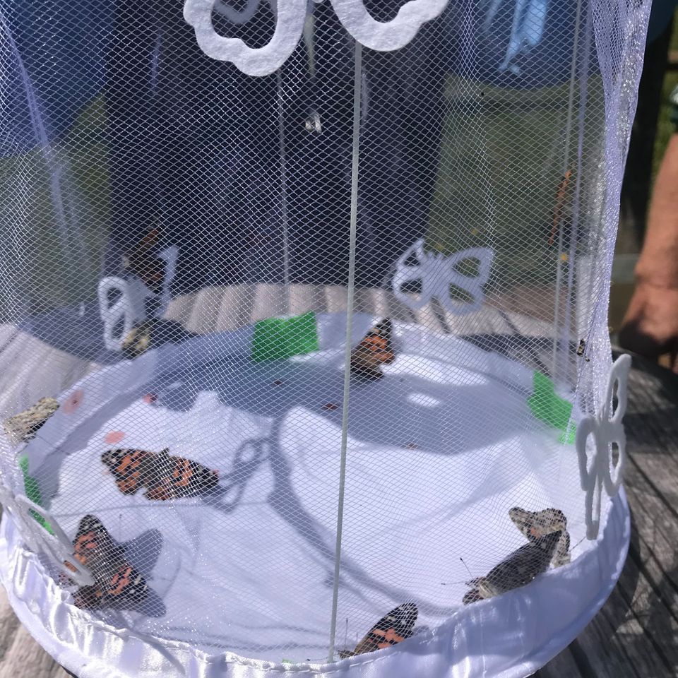 April's earth day butterfly release