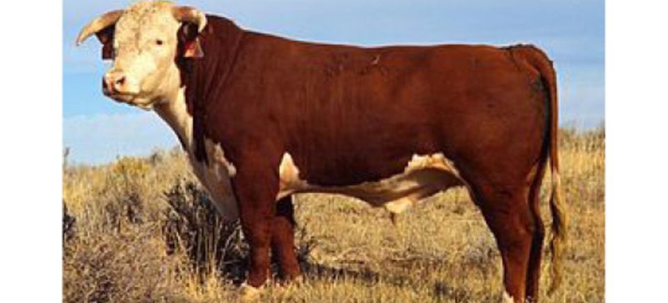 Bull20130129 17569 wmjnaj 0