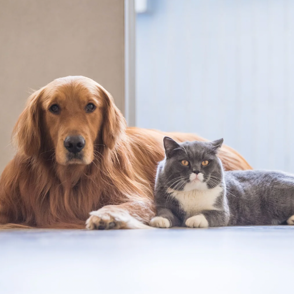 Fur and Floss: The Veterinary Dental Nonprofit, Fur and Floss of NC, Fur and Floss Raleigh NC, Dental Nonprofit for Pets, Dog Dental Nonprofit, Cat Dental Nonprofit, Animal Dental Nonprofit, Shelter Animal Dental Services