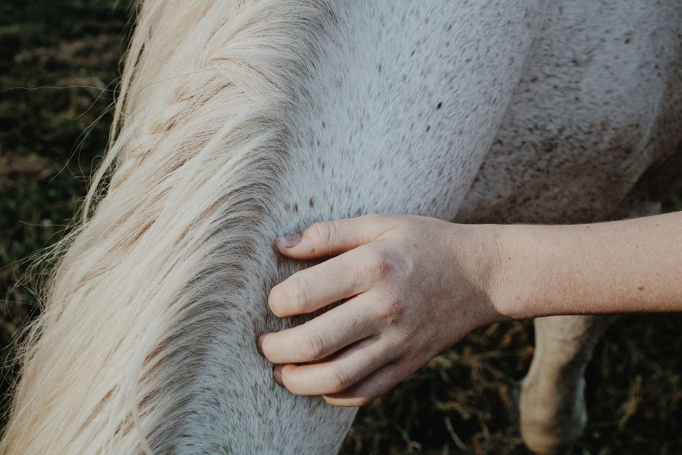 Pony Grooming