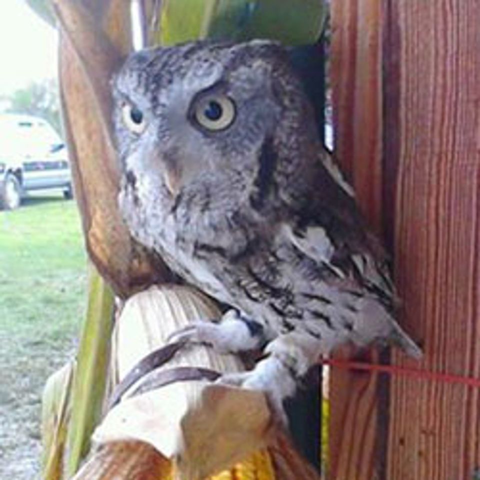 Owl Wild Kritters of Niagara County NY