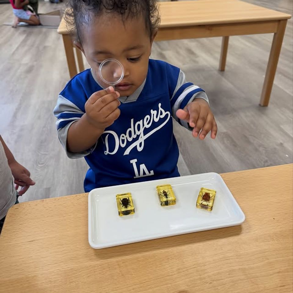Toddler examining insect specimens with a magnifying glass during a Montessori science activity in Palmdale CA
